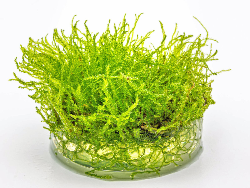 Preview: Javamoos - Taxiphyllum barbieri in vitro